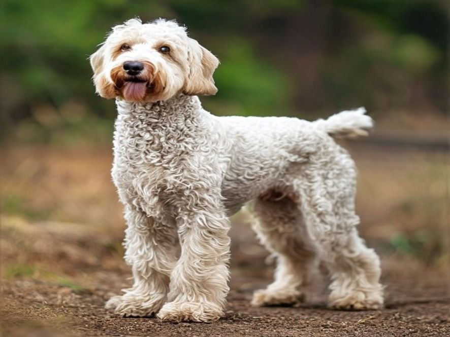 Airedoodle