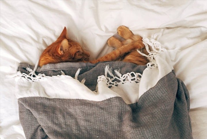 Gato pode dormir com o tutor ou esse hábito é ruim?