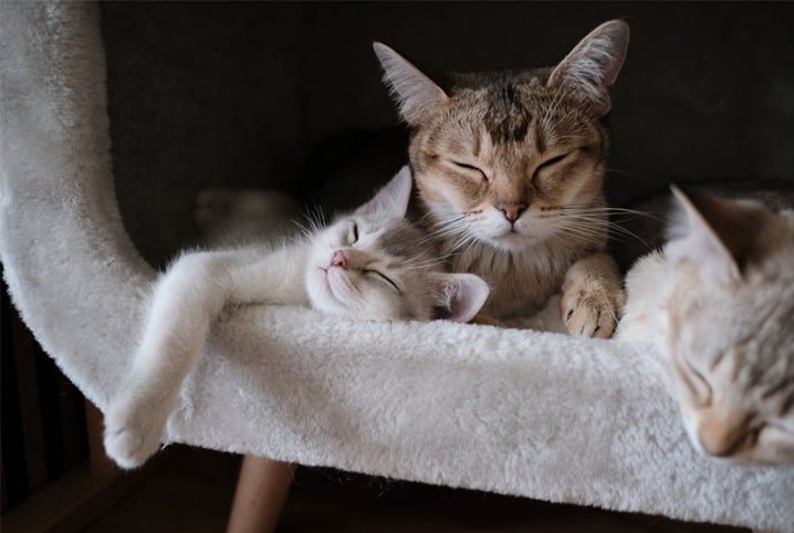 Dois gatos dormindo em cima de um banquinho de pelúcia.