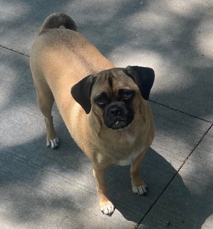 Raça de Cachorro: Puggle