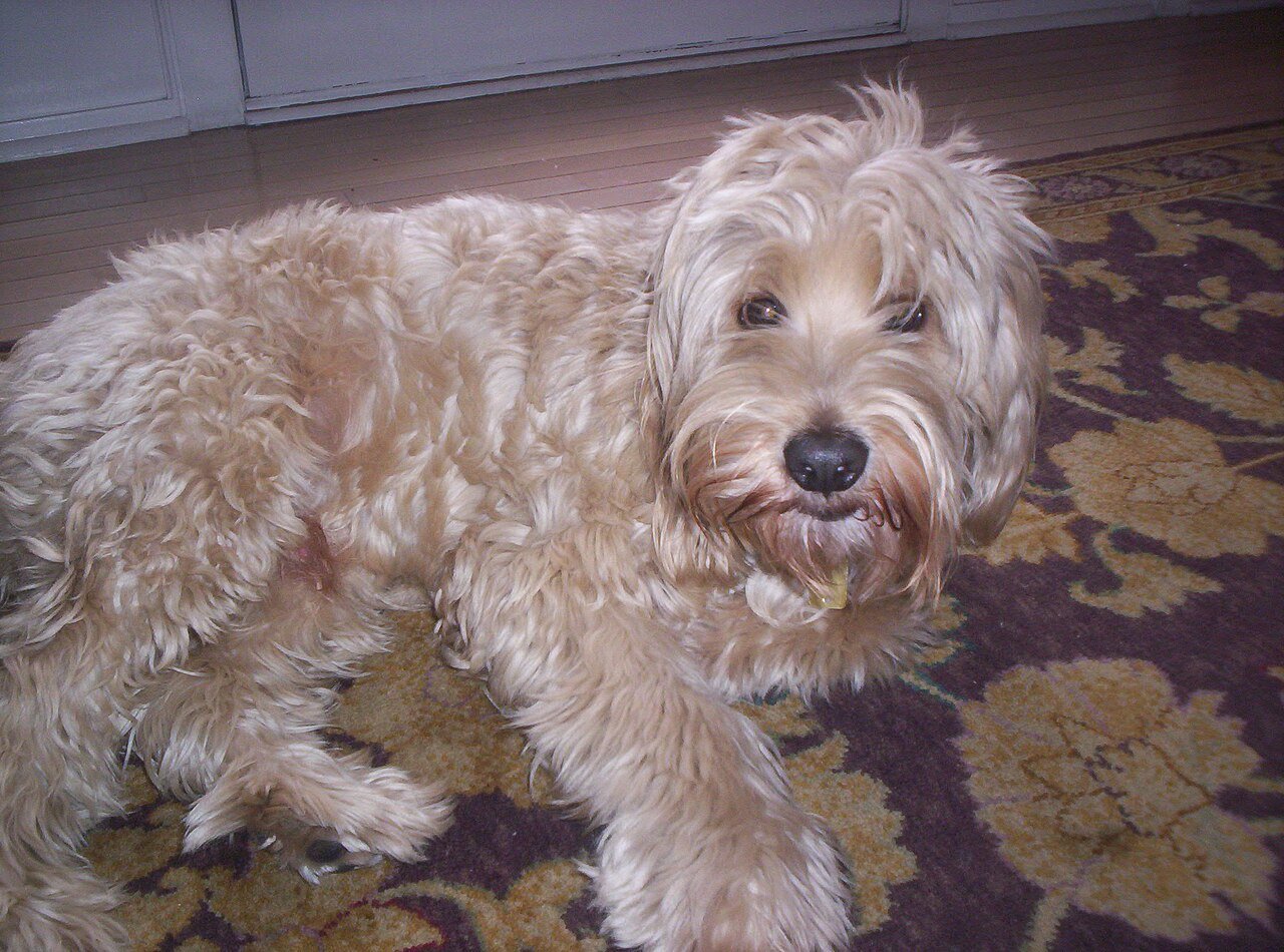 Cockapoo, foto de referência da raça