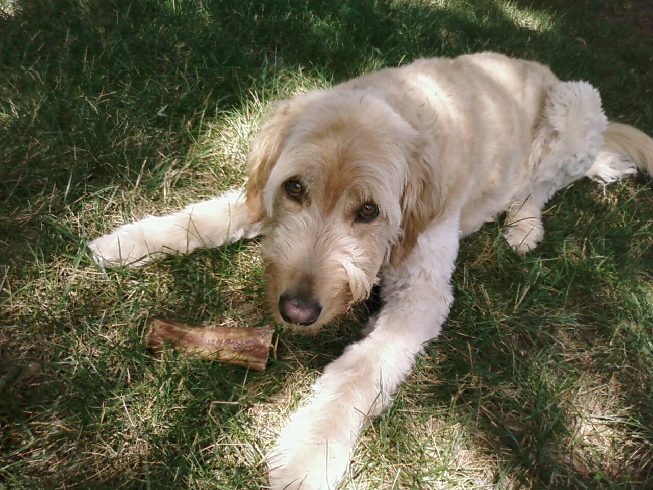 Raça de Cachorro: Goldendoodle