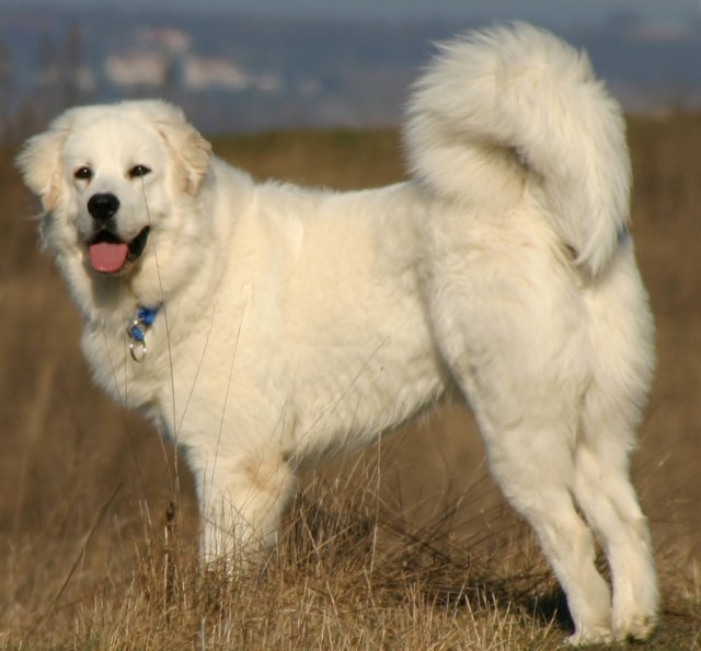 Raça de Cachorro: Cão Pastor de Tatra
