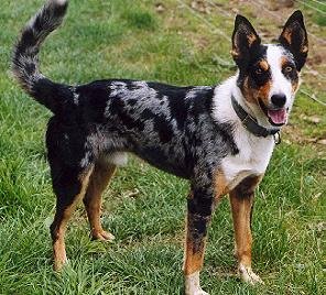 Raça de Cachorro: Koolie