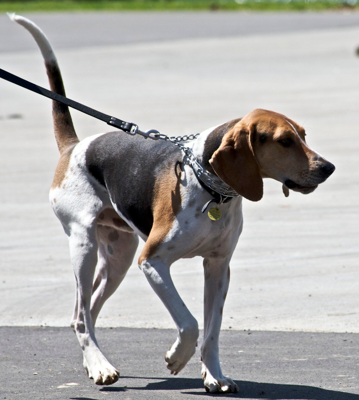 Raça de Cachorro: Treeing Walker Coonhound