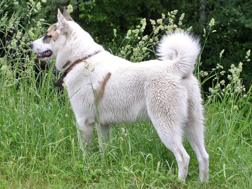 Raça de Cachorro: Laika da Sibéria Ocidental