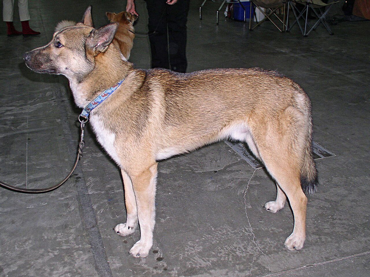 Raça de Cachorro: Laika da Sibéria Oriental