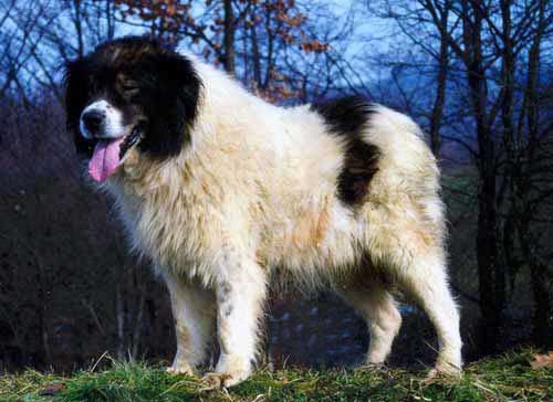 Raça de Cachorro: Tornjak