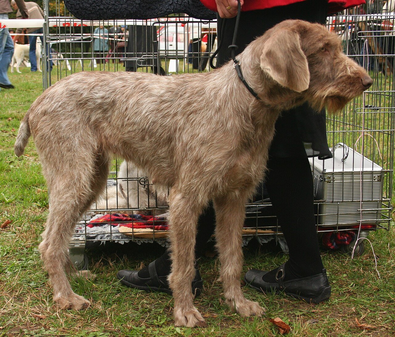 Raça de Cachorro: Braco Eslovaco de Pelo Duro