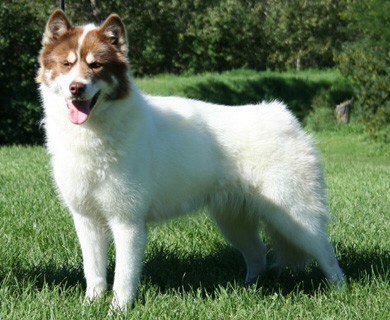 Raça de Cachorro: Cão Esquimó Canadense