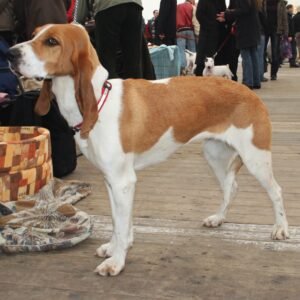Raça de Cachorro: Sabueso Suíço