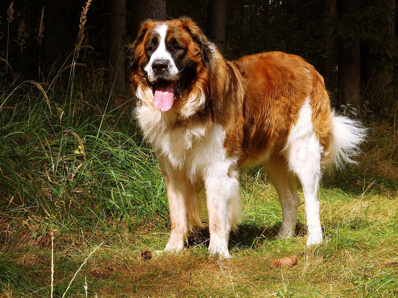Raça de Cachorro: Cão de Guarda de Moscou