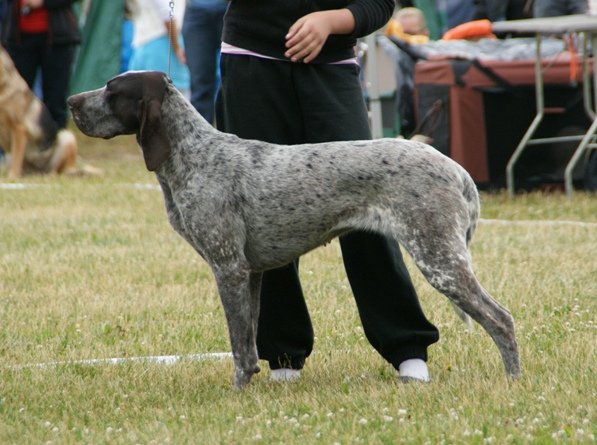 Raça de Cachorro: Perdigueiro de Burgos