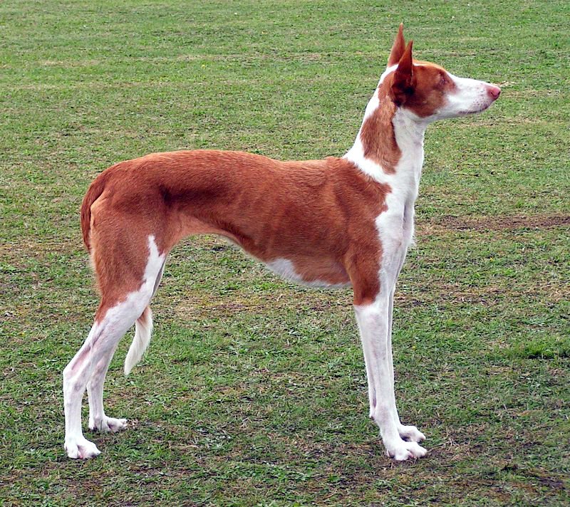 Raça de Cachorro: Podengo Ibicenco