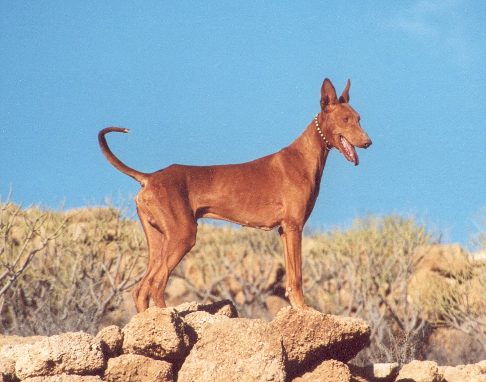 Raça de Cachorro: Podengo Canário