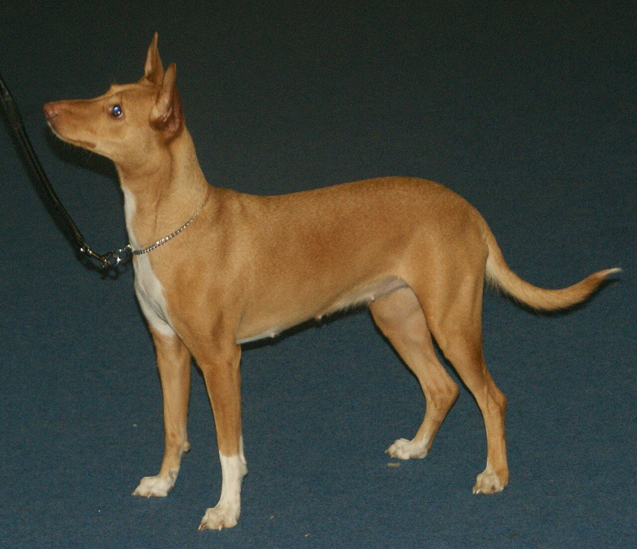 Raça de Cachorro: Podengo Português Médio