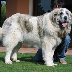 Raça de Cachorro: Mastim dos Pirineus