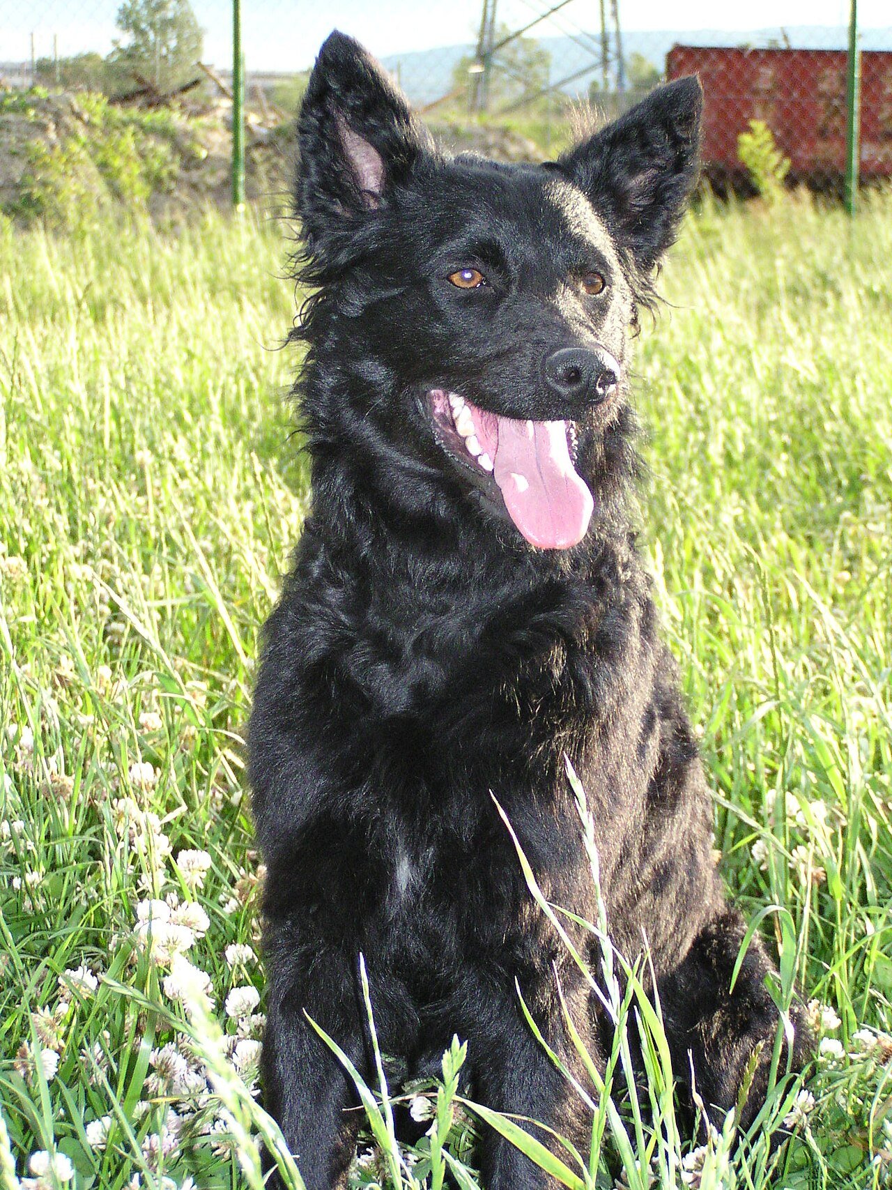 Raça de Cachorro: Pastor Croata