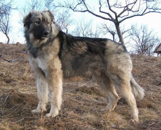 Raça de Cachorro: Pastor Romeno dos Cárpatos