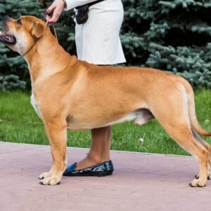 Raça de Cachorro: Cão de Presa Mallorquin