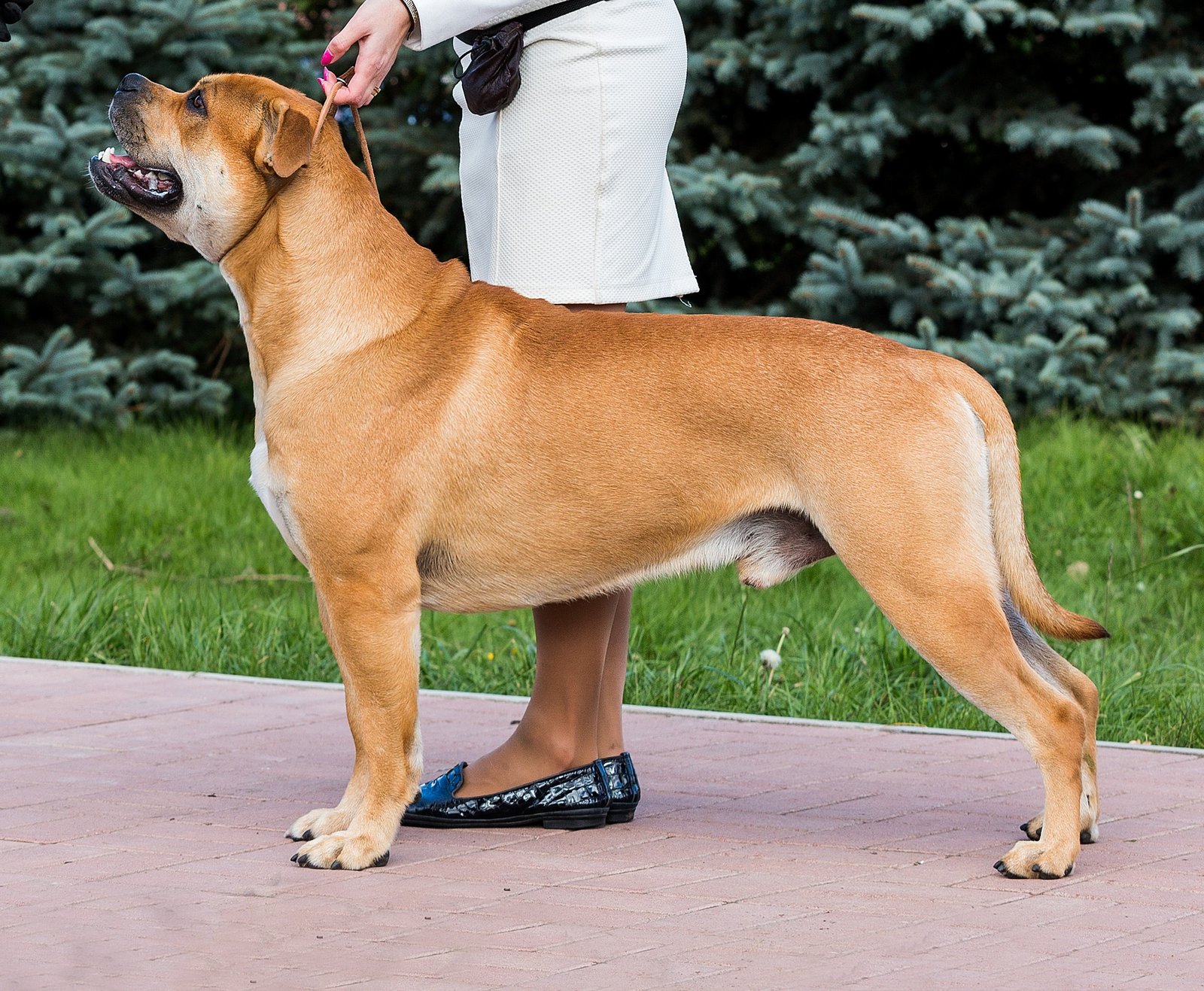 Foto de um Cão de Presa Mallorquin
