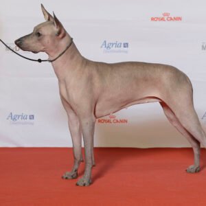 Raça de Cachorro: Xoloitzcuintli