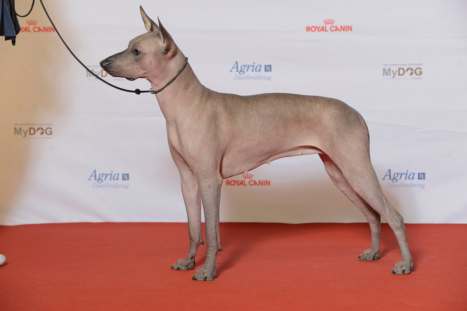 Foto de um Xoloitzcuintli
