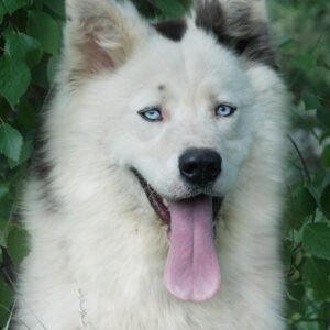 Raça de Cachorro: Yakutian Laika