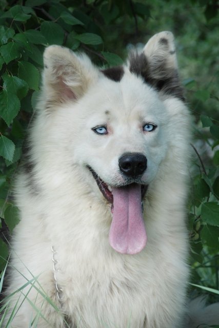 Foto de um Yakutian Laika