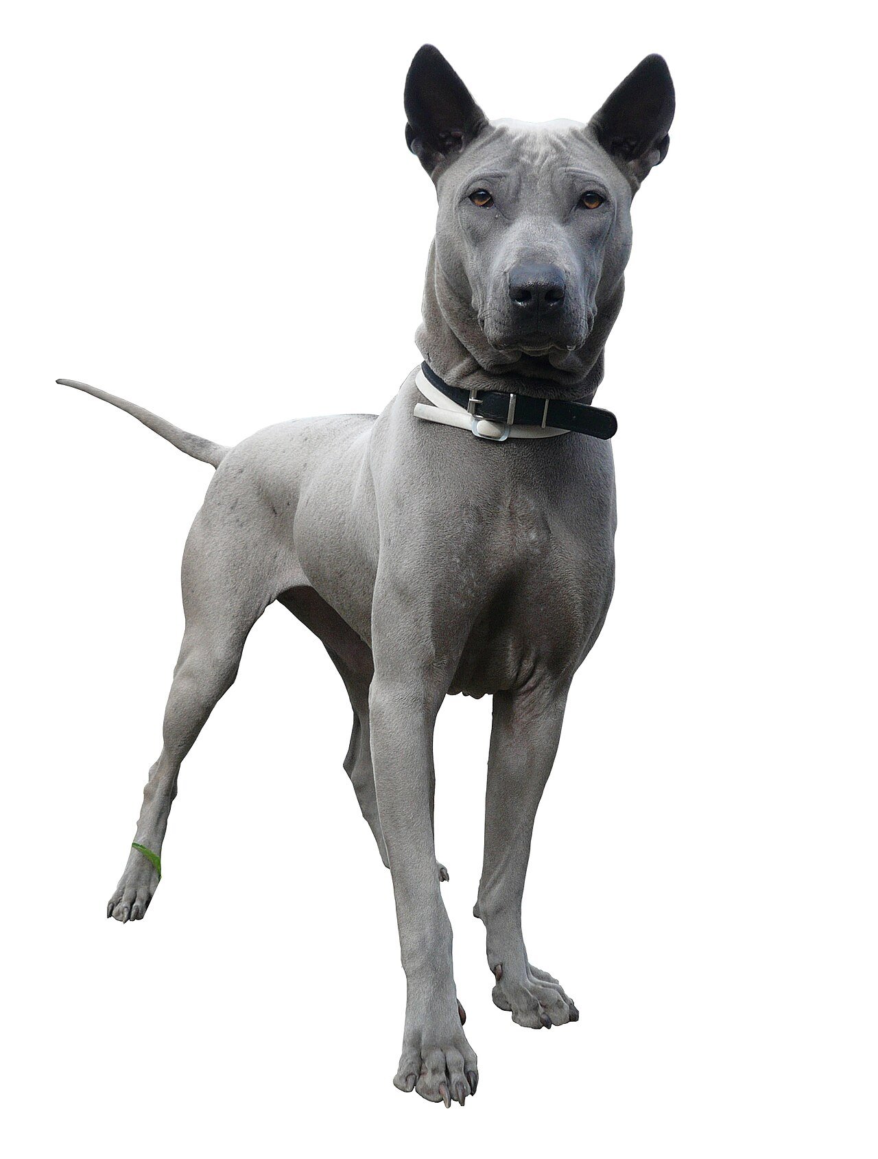 Raça de Cachorro: Thai Ridgeback