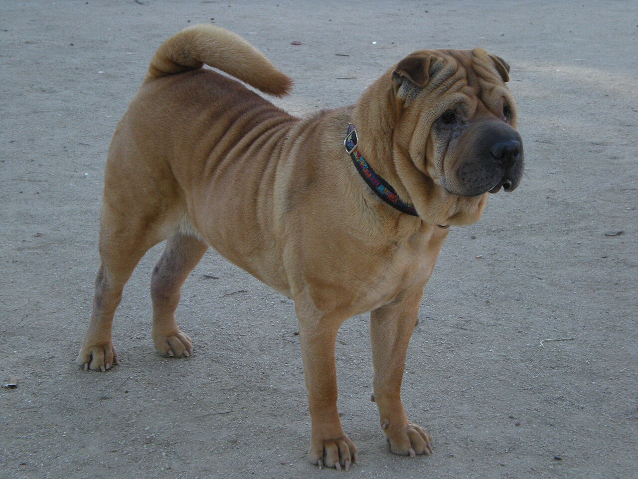 Shar Pei, foto de referência da raça