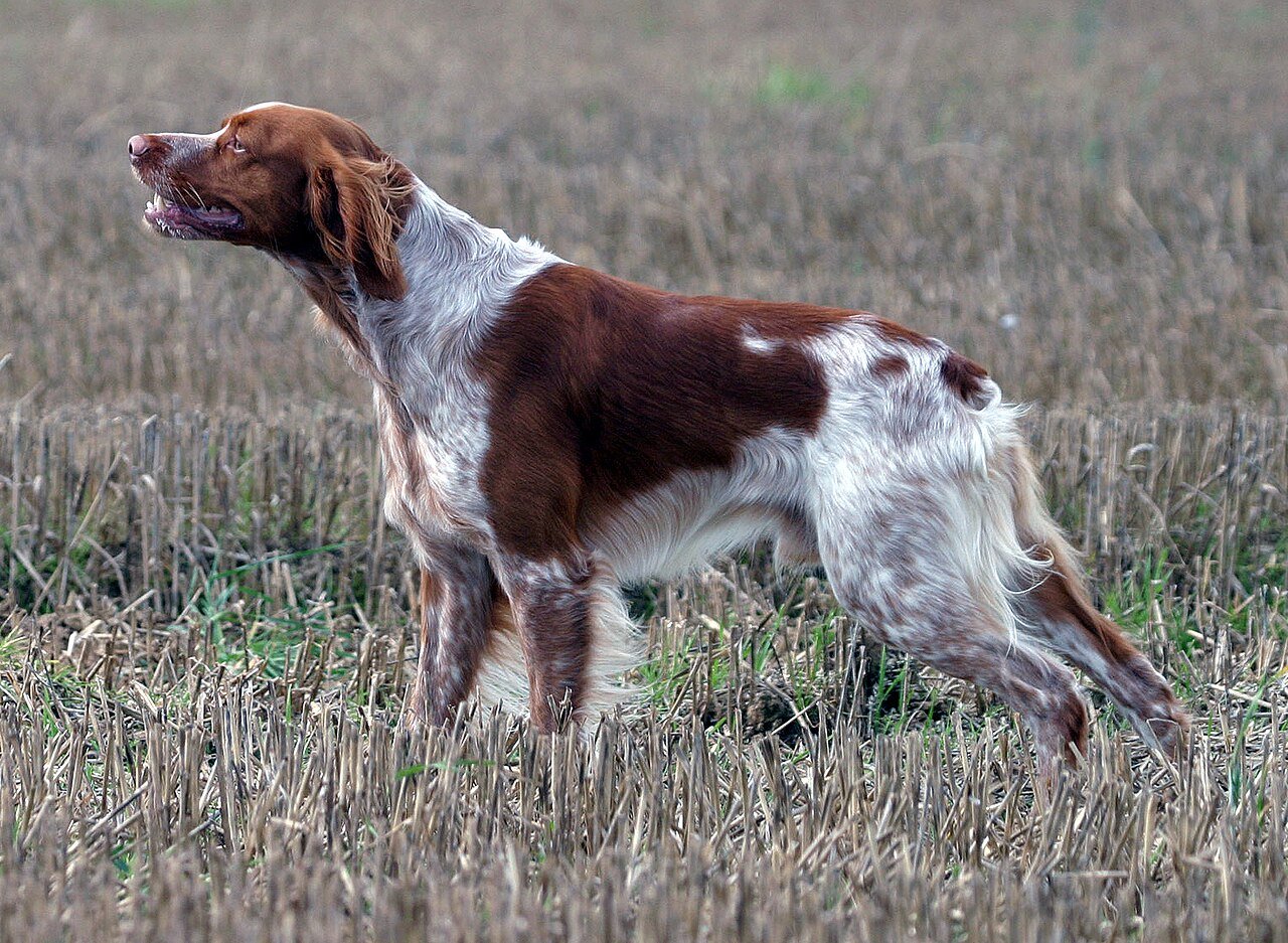 Raça de Cachorro: Spaniel Bretão