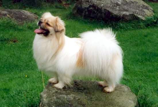 Raça de Cachorro: Spaniel Tibetano