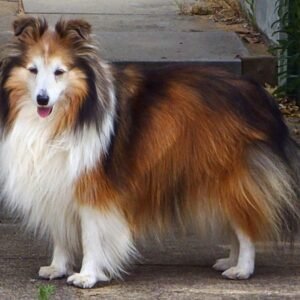 Raça de Cachorro: Shetland Sheepdog