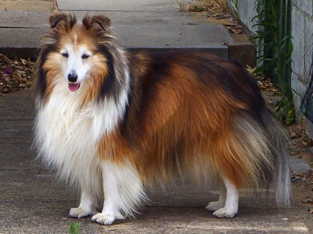 Foto de um Shetland Sheepdog