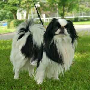 Raça de Cachorro: Spaniel Japonês