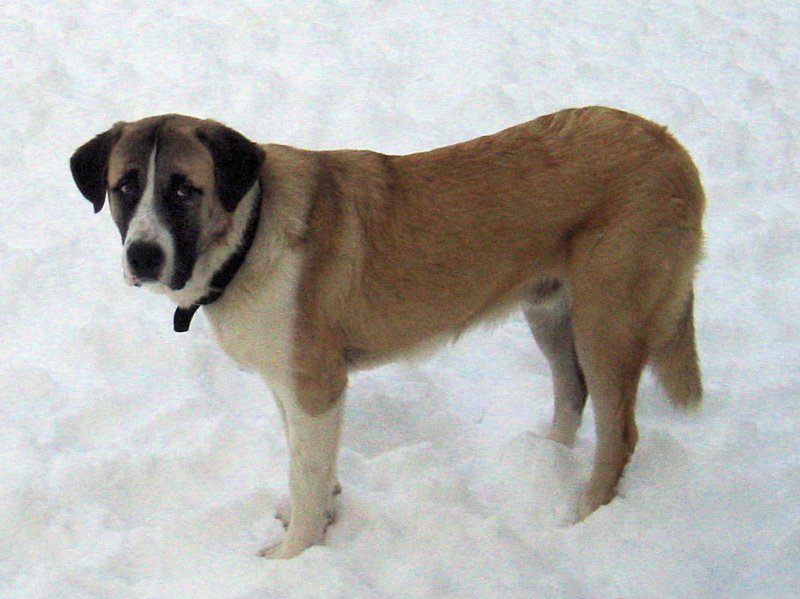 Raça de Cachorro: Rafeiro do Alentejo