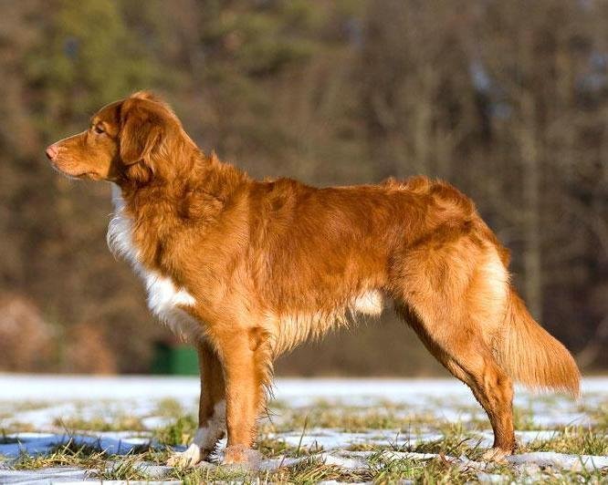 Retriever da Nova Escócia, foto de referência da raça