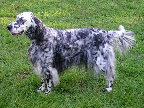 Raça de Cachorro: Setter Inglês