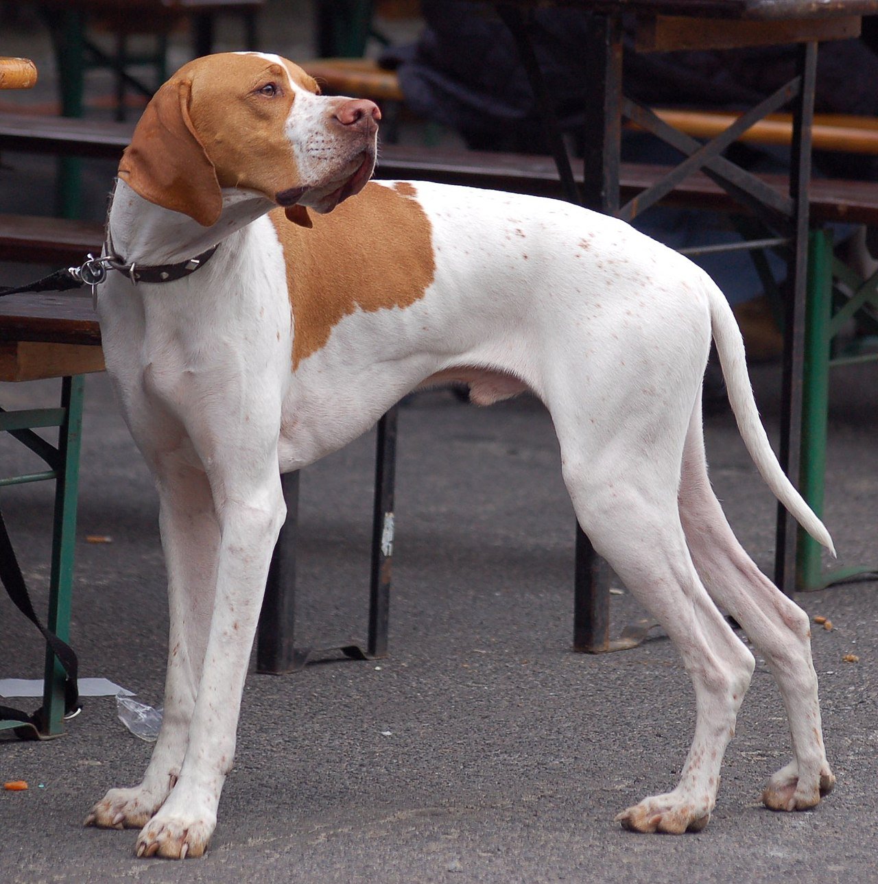 Raça de Cachorro: Pointer Inglês