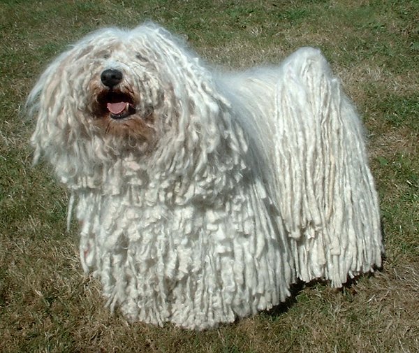 Raça de Cachorro: Puli