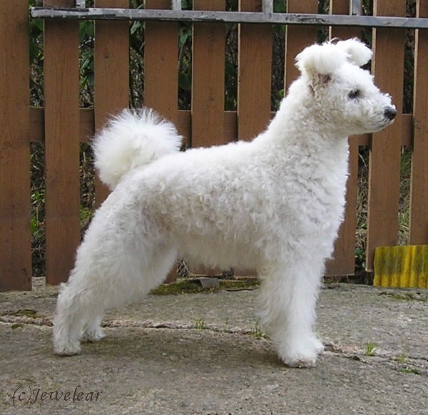 Raça de Cachorro: Pumi