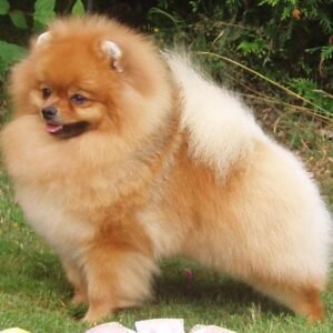 Raça de Cachorro: Pomeranian