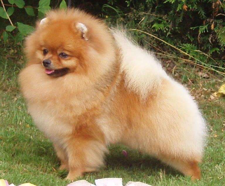 Foto de um Pomeranian