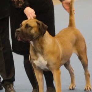 Raça de Cachorro: Presa Canario