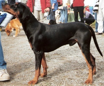 Raça de Cachorro: Pinscher Alemão