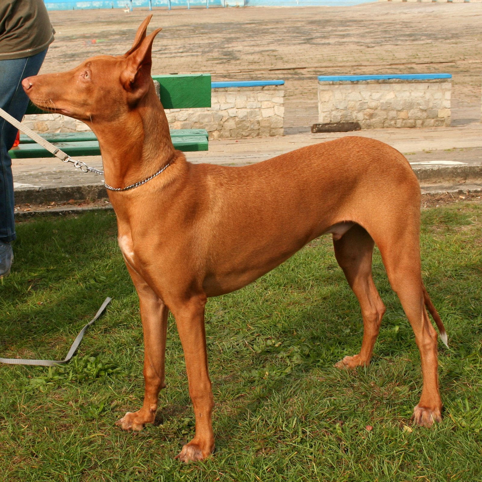 Foto de um Pharaoh Hound
