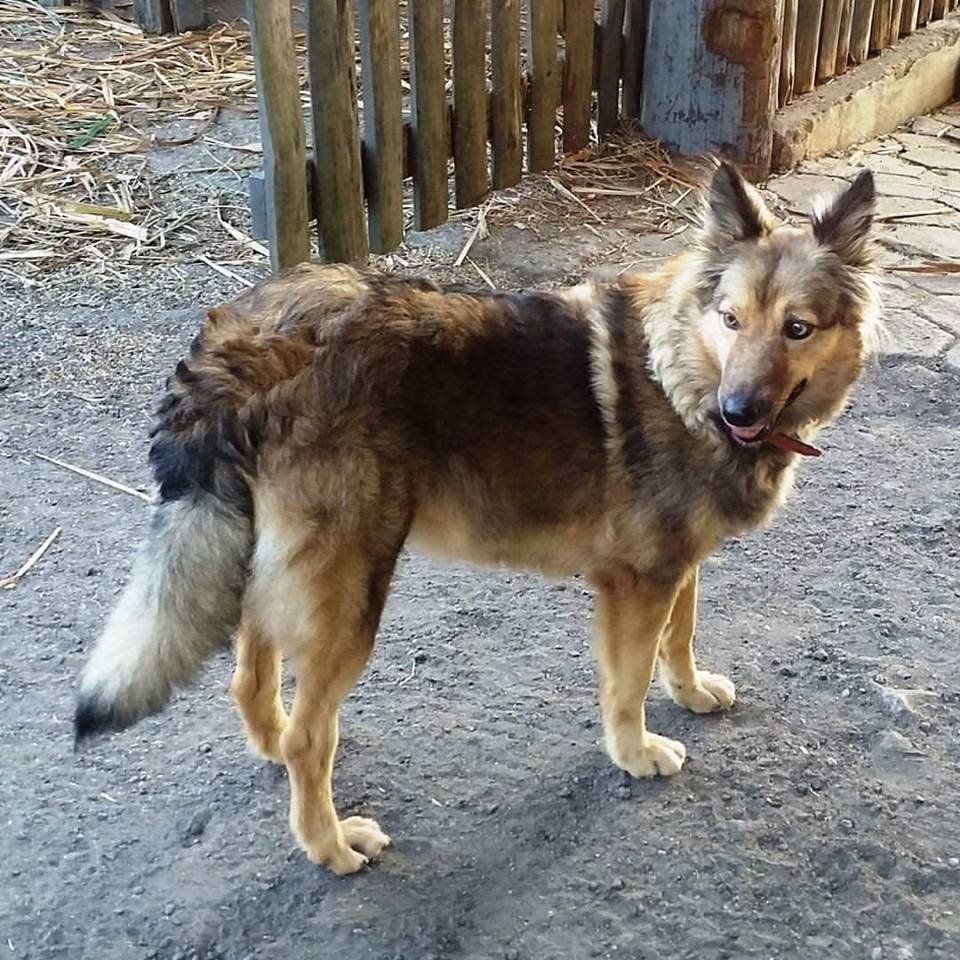 Raça de Cachorro: Pastor da Mantiqueira