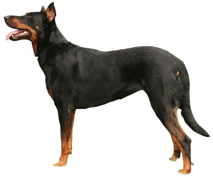 Raça de Cachorro: Pastor de Beauce