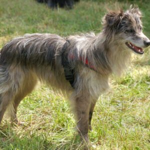 Raça de Cachorro: Pastor dos Pirineus